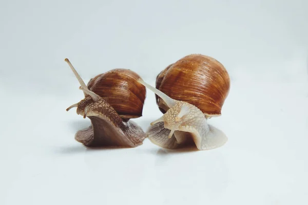 Deux Beaux Escargots Isolés Sur Fond Blanc — Photo