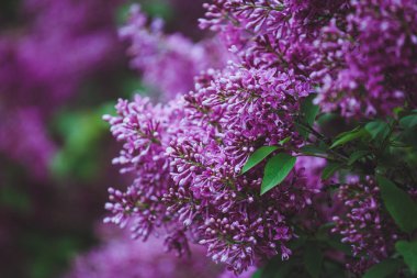 İlkbaharda çiçek açması mor leylak. Seçici yumuşak odak, sığ derinlik-in tarla. Bulanık görüntü, Bahar arka plan.