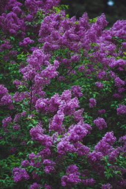 İlkbaharda çiçek açması mor leylak. Seçici yumuşak odak, sığ derinlik-in tarla. Bulanık görüntü, Bahar arka plan.