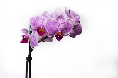 Orkide Phalaenopsis beyaz arka plan izole