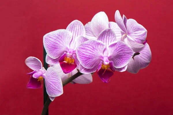 Orchid Phalaenopsis Izolowane Czerwonym Tle — Zdjęcie stockowe