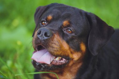 Parkta yeşil çim bir arka plan üzerinde güzel köpek rottweiler
