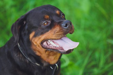 Parkta yeşil çim bir arka plan üzerinde güzel köpek rottweiler
