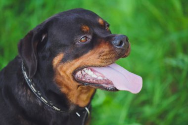 Parkta yeşil çim bir arka plan üzerinde güzel köpek rottweiler