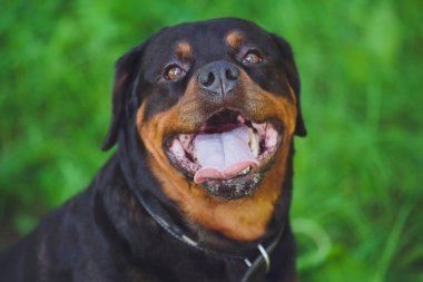 Parkta yeşil çim bir arka plan üzerinde güzel köpek rottweiler