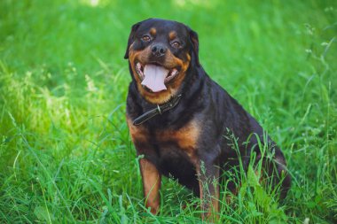 Parkta yeşil çim bir arka plan üzerinde güzel köpek rottweiler