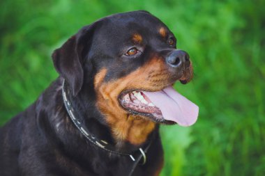 Parkta yeşil çim bir arka plan üzerinde güzel köpek rottweiler