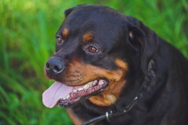 Parkta yeşil çim bir arka plan üzerinde güzel köpek rottweiler