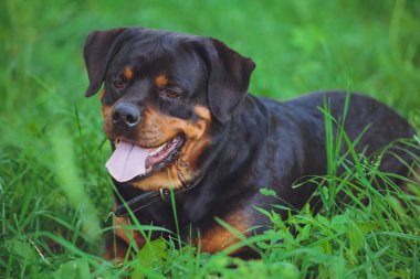 Parkta yeşil çim bir arka plan üzerinde güzel köpek rottweiler