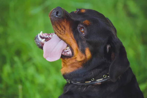Parkta yeşil çim bir arka plan üzerinde güzel köpek rottweiler