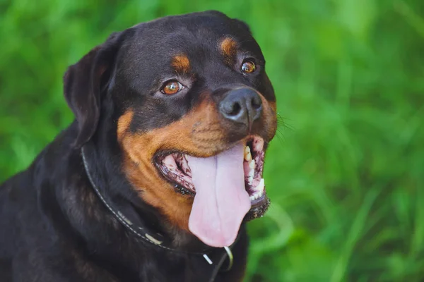 Beautiful Dog Rottweiler Background Green Grass Park — Stock Photo, Image