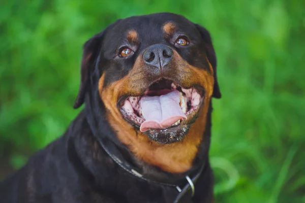 Beautiful Dog Rottweiler Background Green Grass Park — Stock Photo, Image