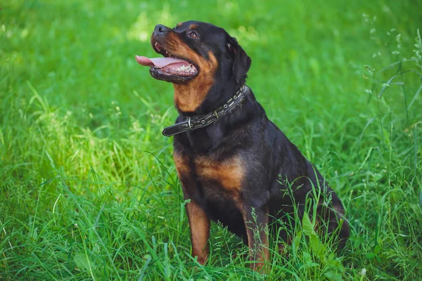 Rottweiler Cão Bonito Fundo Grama Verde Parque — Fotografia de Stock