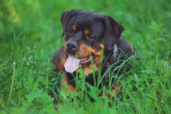 Hermoso Perro Rottweiler Sobre Fondo Hierba Verde Parque — Foto de Stock