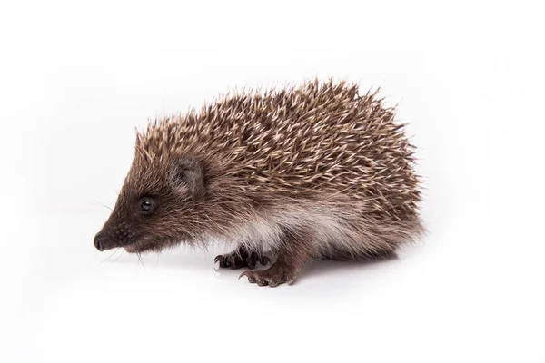 Igel Isoliert Auf Weißem Hintergrund Nahaufnahme — Stockfoto