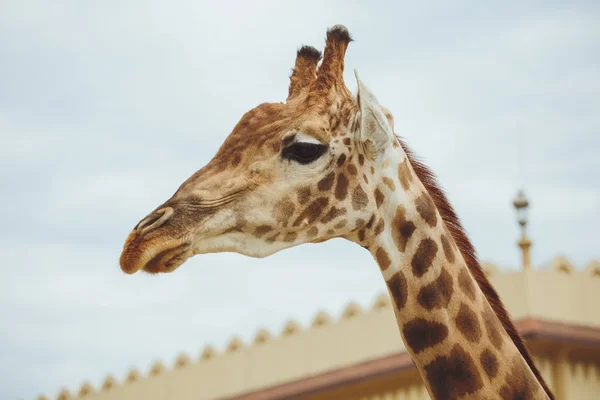 Girafa Girafa Cabeça Fundo Céu Close — Fotografia de Stock