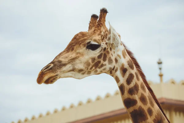 Jirafa Cabeza Jirafa Fondo Del Cielo Cerca — Foto de Stock