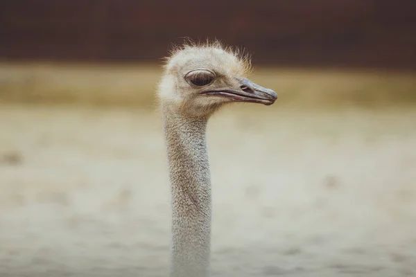 Pštrosí Hlava Přírodě Blízký — Stock fotografie