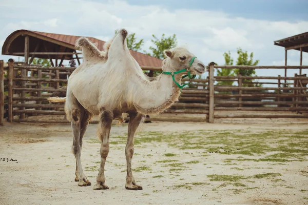 Camello Naturaleza Zoológico — Foto de Stock