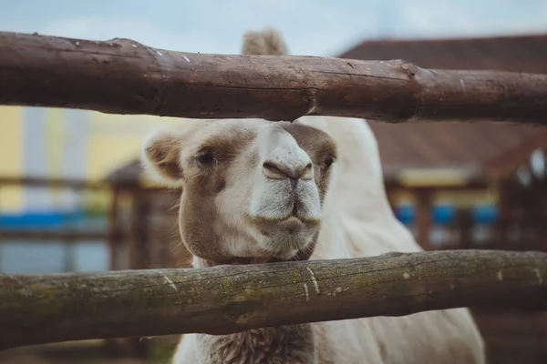 Camello Naturaleza Zoológico — Foto de Stock