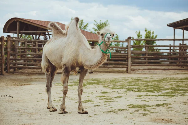 Camello Naturaleza Zoológico — Foto de Stock