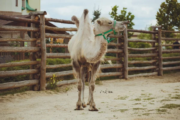 Camello Naturaleza Zoológico — Foto de Stock