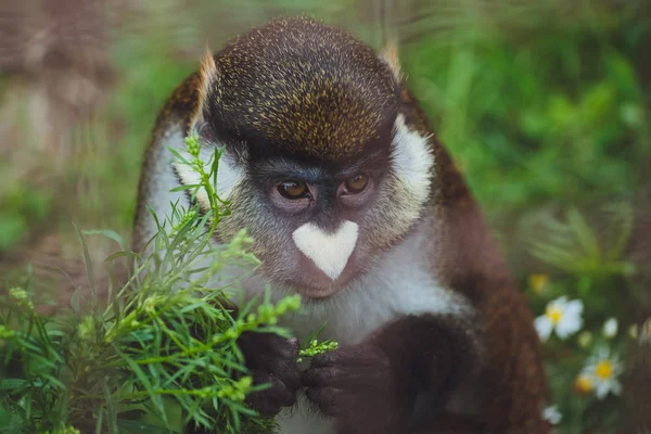 Cute Beautiful Monkey Sitting Cage Background Green Grass — Stock Photo, Image