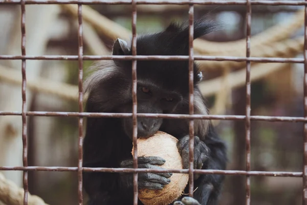 Bonito Macaco Bonito Está Sentado Uma Gaiola Fundo Grama Verde — Fotografia de Stock