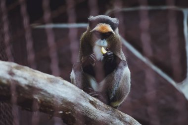Güzel maymun bir hayvanat bahçesinde yiyor oturur