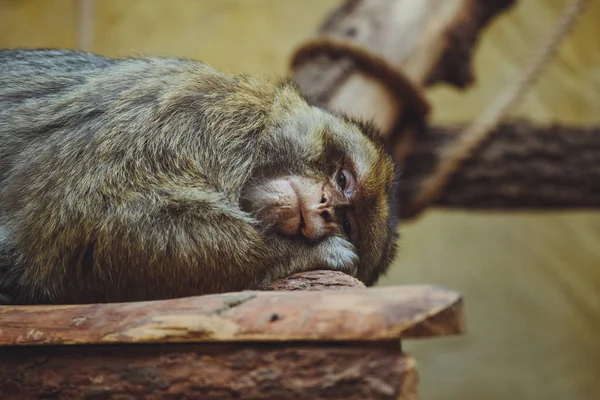 Cute Beautiful Monkey Lies Close — Stock Photo, Image