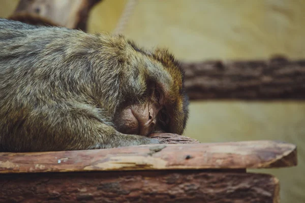 Cute Beautiful Monkey Lies Close — Stock Photo, Image