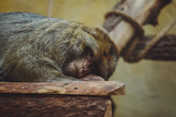 Cute Beautiful Monkey Lies Close — Stock Photo, Image