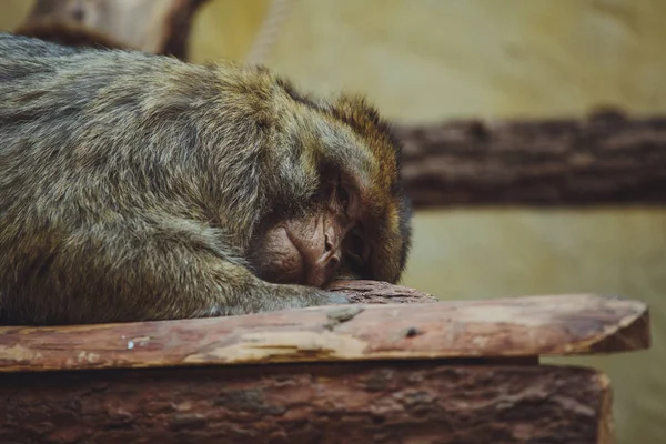 Cute Beautiful Monkey Lies Close — Stock Photo, Image