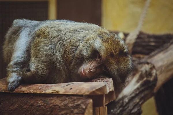 Bonito Bela Macaco Mentiras Close — Fotografia de Stock