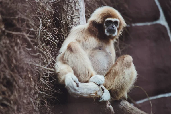 Bonito Gibão Senta Galho Árvore Zoológico — Fotografia de Stock