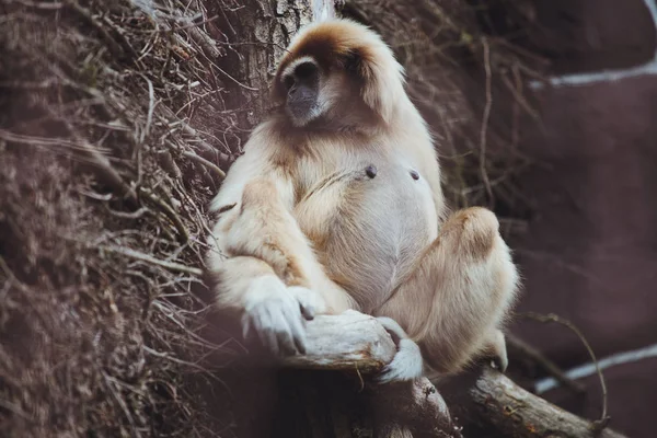 Beautiful Gibbon Sits Tree Branch Zoo — Stock Photo, Image