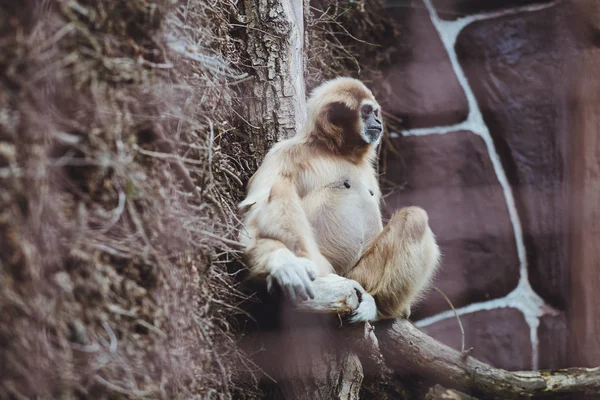 Schöne Gibbon Sitzt Auf Einem Ast Einem Zoo — Stockfoto