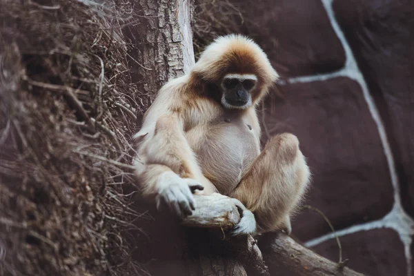 Hermoso Gibón Sienta Una Rama Árbol Zoológico —  Fotos de Stock