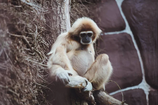 Beautiful Gibbon Sits Tree Branch Zoo — Stock Photo, Image