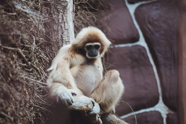 Beautiful Gibbon Sits Tree Branch Zoo — Stock Photo, Image