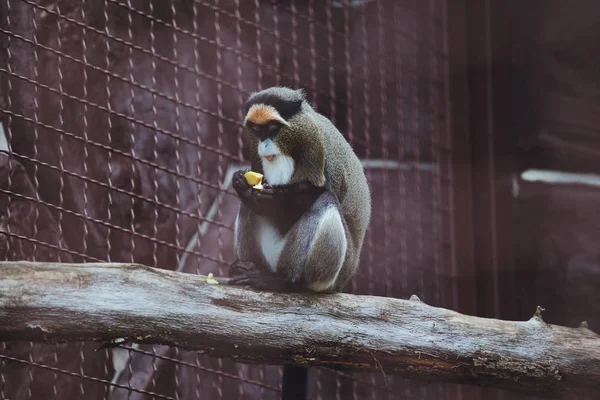 Beautiful Monkey Sits Eats Zoo — Stock Photo, Image