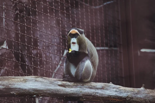 美丽的猴子坐在动物园里吃饭 — 图库照片