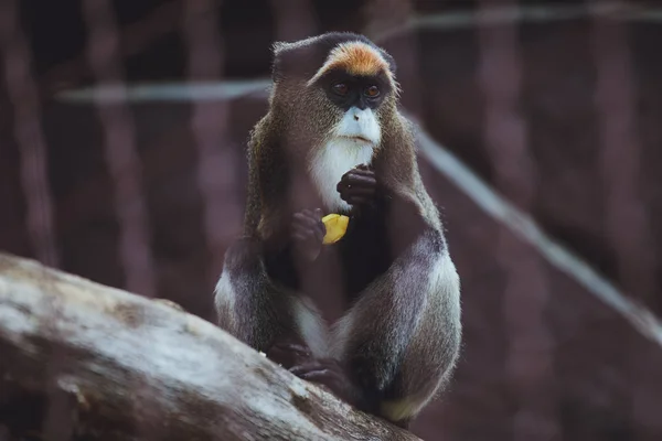 Macaco Bonito Senta Come Zoológico — Fotografia de Stock