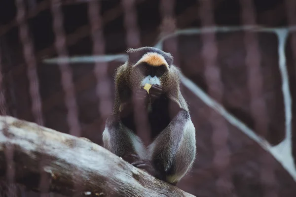 Macaco Bonito Senta Come Zoológico — Fotografia de Stock