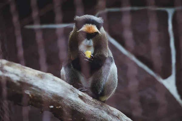 Piękna Małpa Siedzi Zjada Zoo — Zdjęcie stockowe