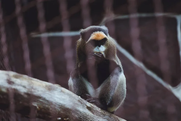 Macaco Bonito Senta Come Zoológico — Fotografia de Stock