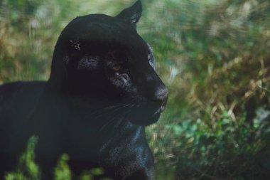 Güzel siyah puma yakın çekim