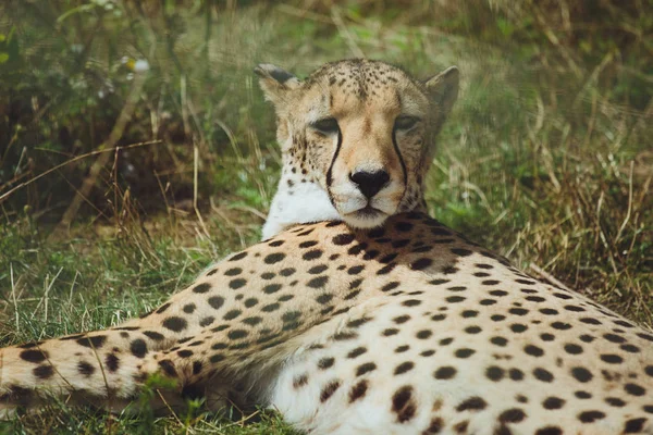 Prachtige Cheetah Ligt Een Achtergrond Van Groen Gras — Stockfoto