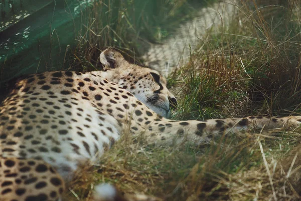 Piękne Gepard Leży Tle Zielonej Trawy — Zdjęcie stockowe