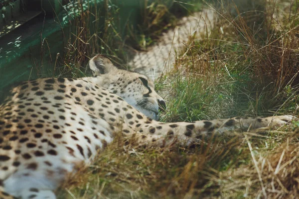 美しいチーターは緑の草の背景に横たわっています — ストック写真